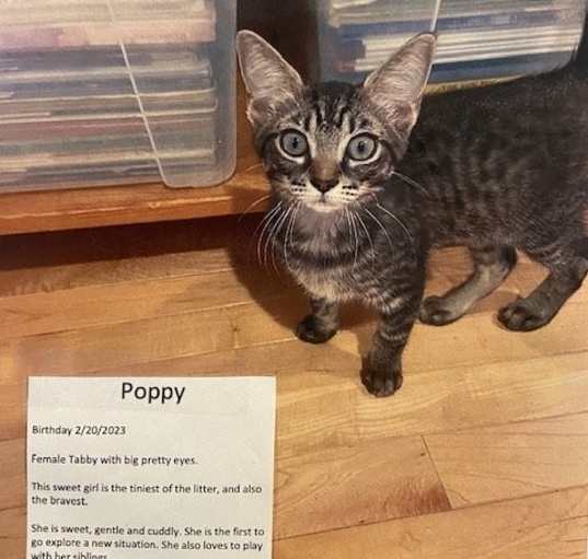 Photo of Poppy