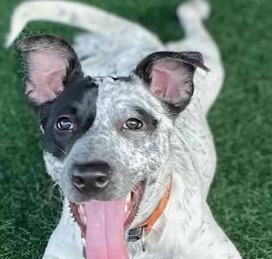 Photo of RYDER