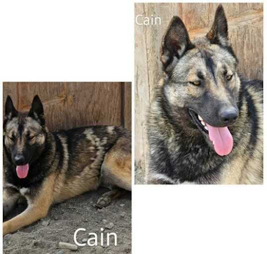 Photo of Cain