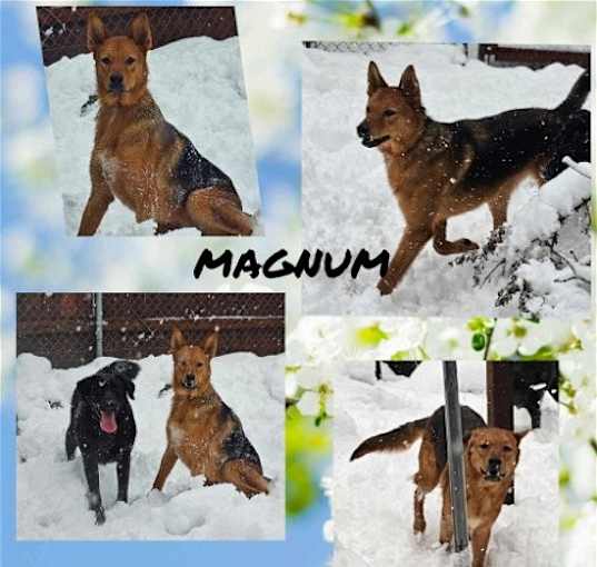 Photo of Magnum