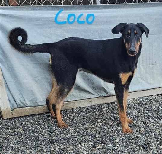 Photo of Coco