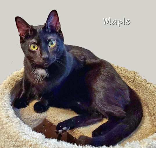 Photo of Maple