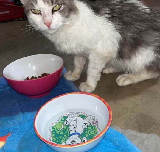 Photo of Smokey