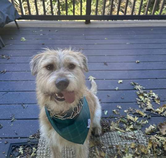 Photo of Beau