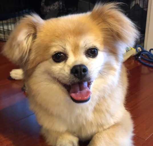 Photo of Sugar