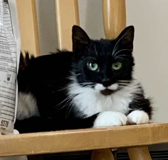 Photo of Savannah