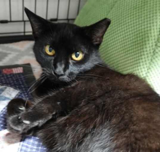 Photo of Sweetie