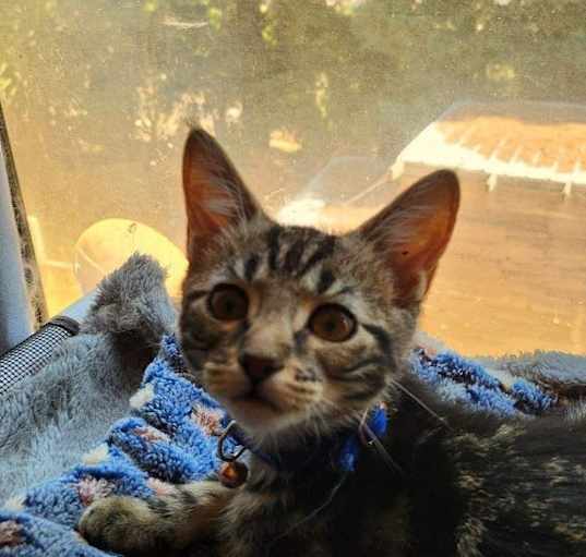 Photo of Silver