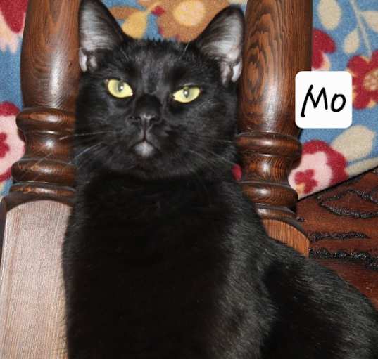 Photo of Mo