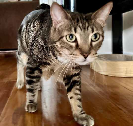 Photo of Leo