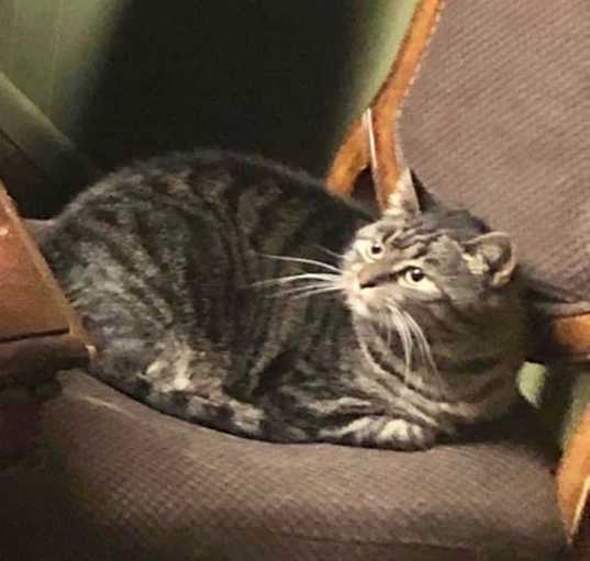 Photo of Rascal