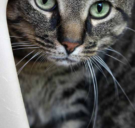 Photo of Tabby