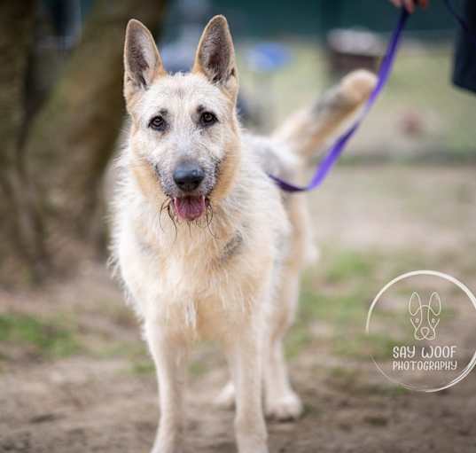 Photo of Gigi the Glamorous