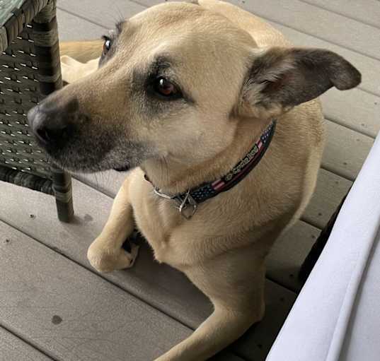 Photo of Kona