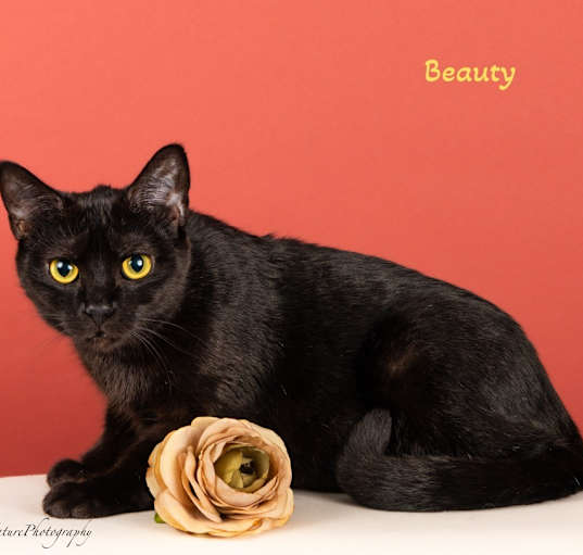 Photo of Black beauty