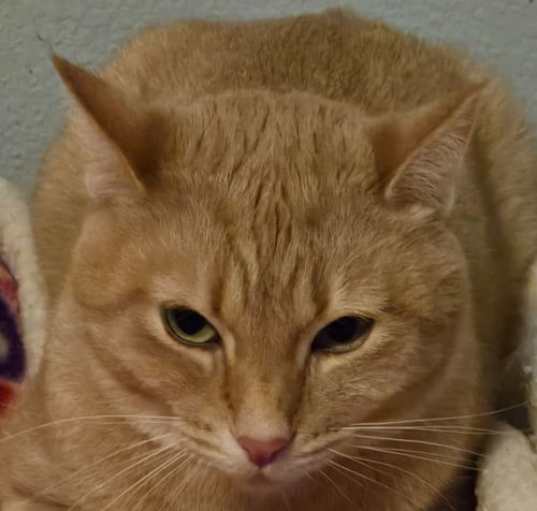 Photo of Popoki (semi feral)
