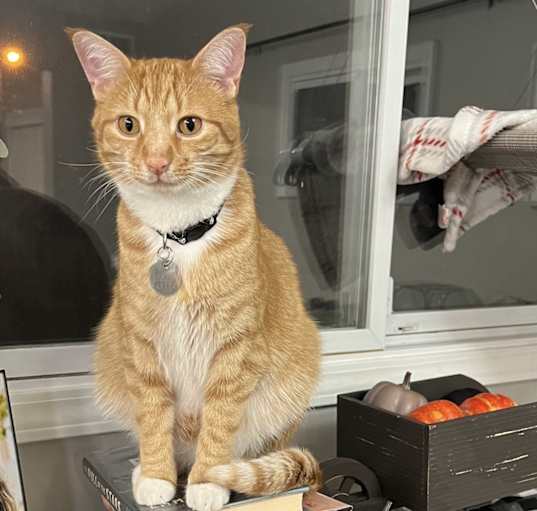 Photo of Milo & Murphy
