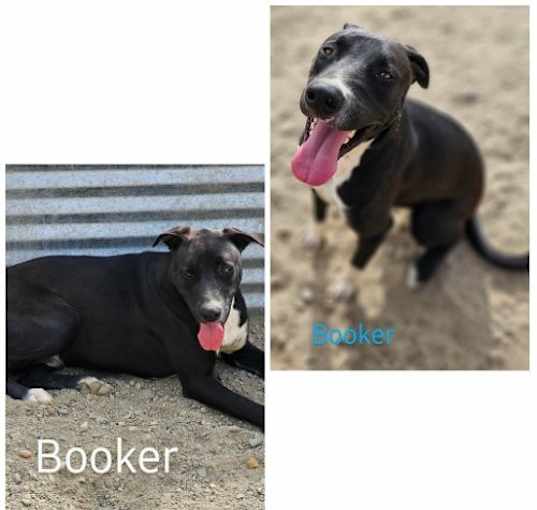 Photo of Booker