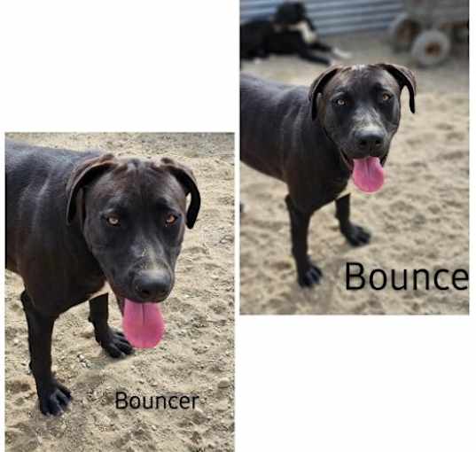 Photo of Bouncer