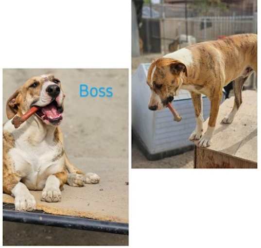 Photo of Boss