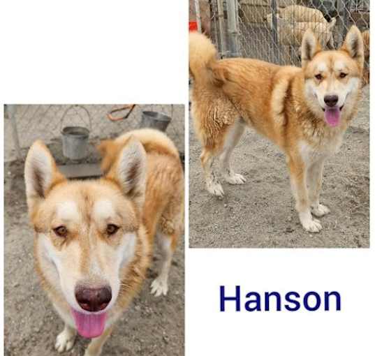 Photo of Hanson