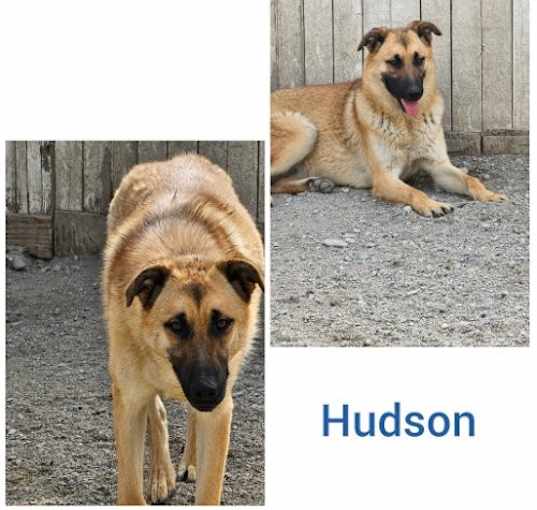 Photo of Hudson