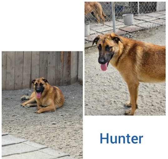 Photo of Hunter