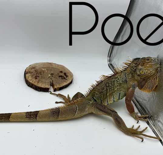 Photo of Poe