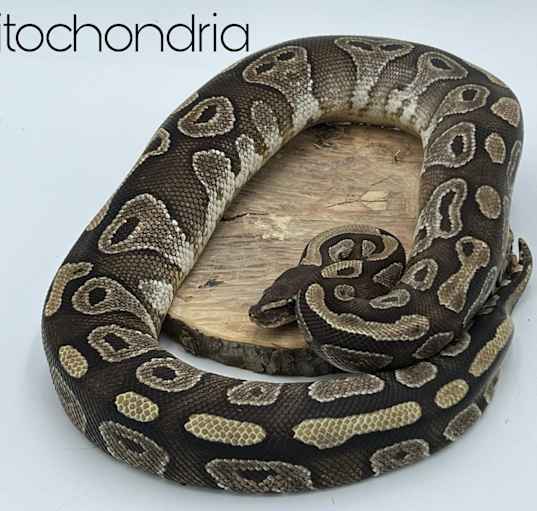 Photo of Mitochondria
