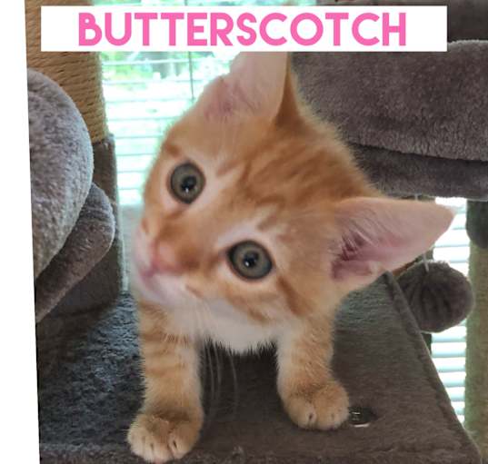 Photo of Butterscotch