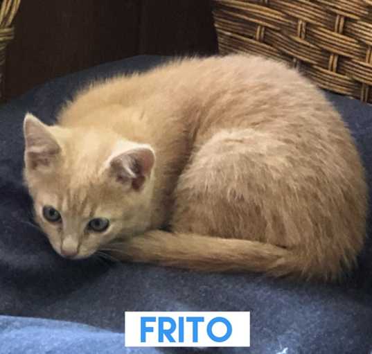 Photo of Frito