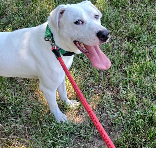 Photo of Barkley
