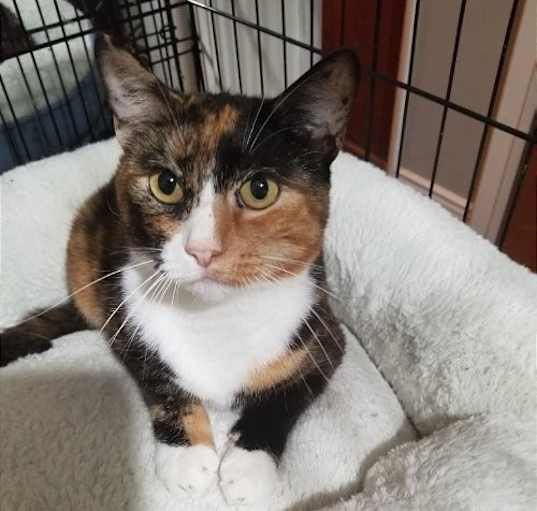 Photo of Queen Isabella