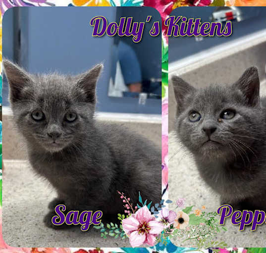 Photo of Dolly's Kittens