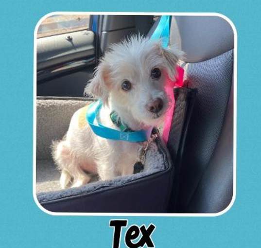 Photo of Tex