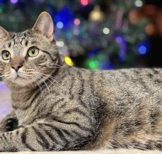 Photo of Bentley
