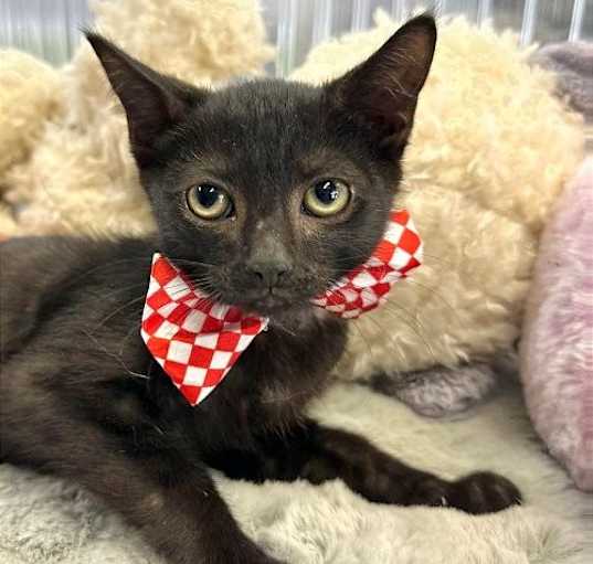 Photo of JIJI