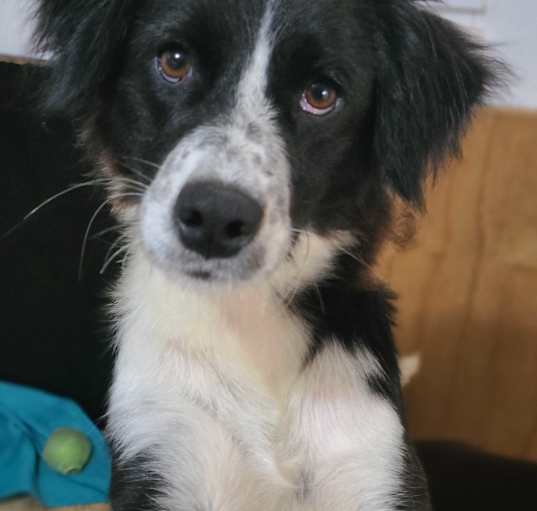 Photo of Nala