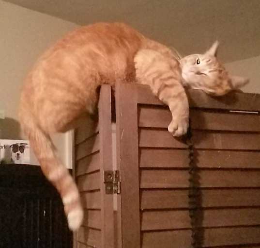 Photo of Orange Chicken aka "Orange"