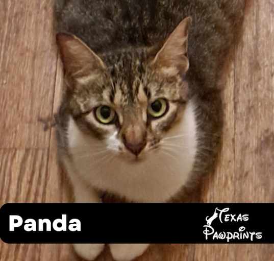 Photo of Panda