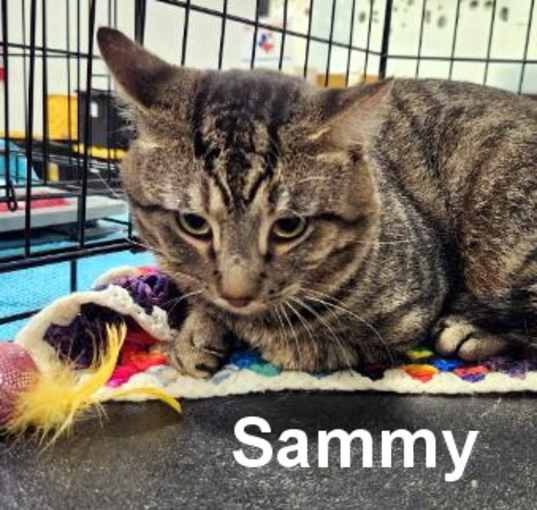 Photo of Sammy