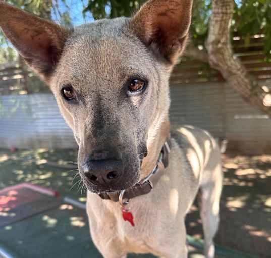 Photo of Danillo (Soi Dog)