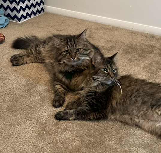 Photo of Zhongli and Posy