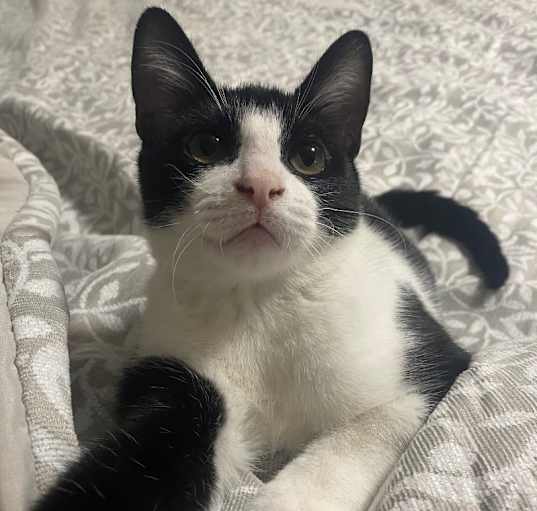Photo of Milo II