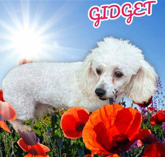 Photo of Gidget