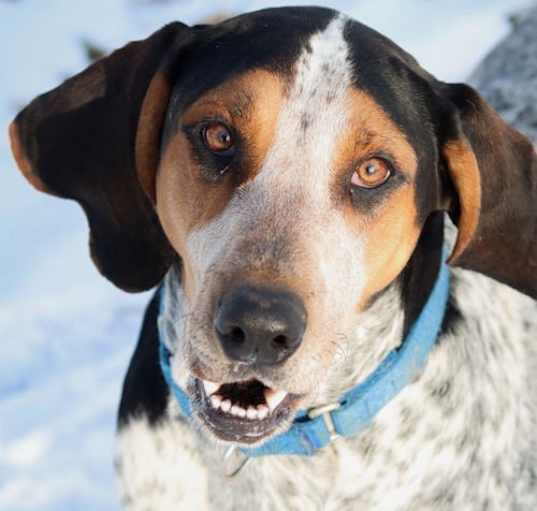 Photo of Henrietta Hound