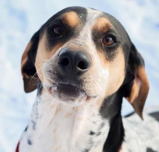 Photo of Halle Hound