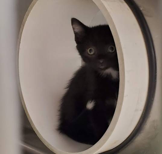 Photo of Dahlia