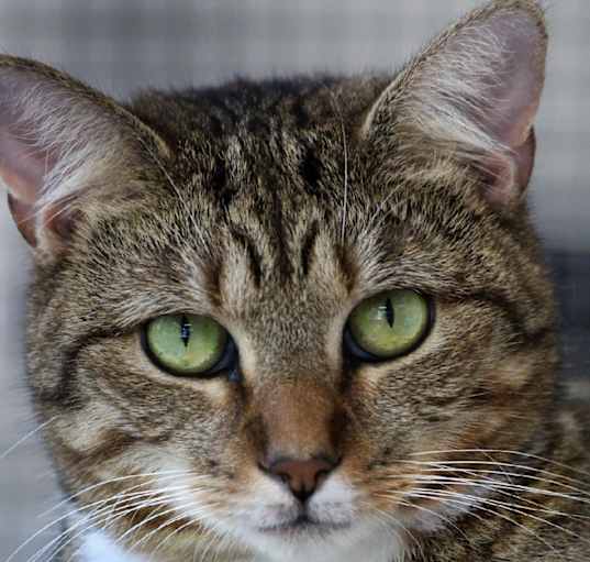 Photo of kit kat