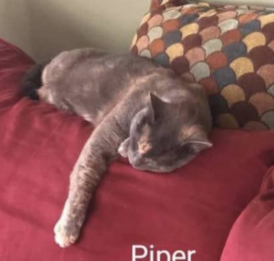 Photo of Piper- LAP cat